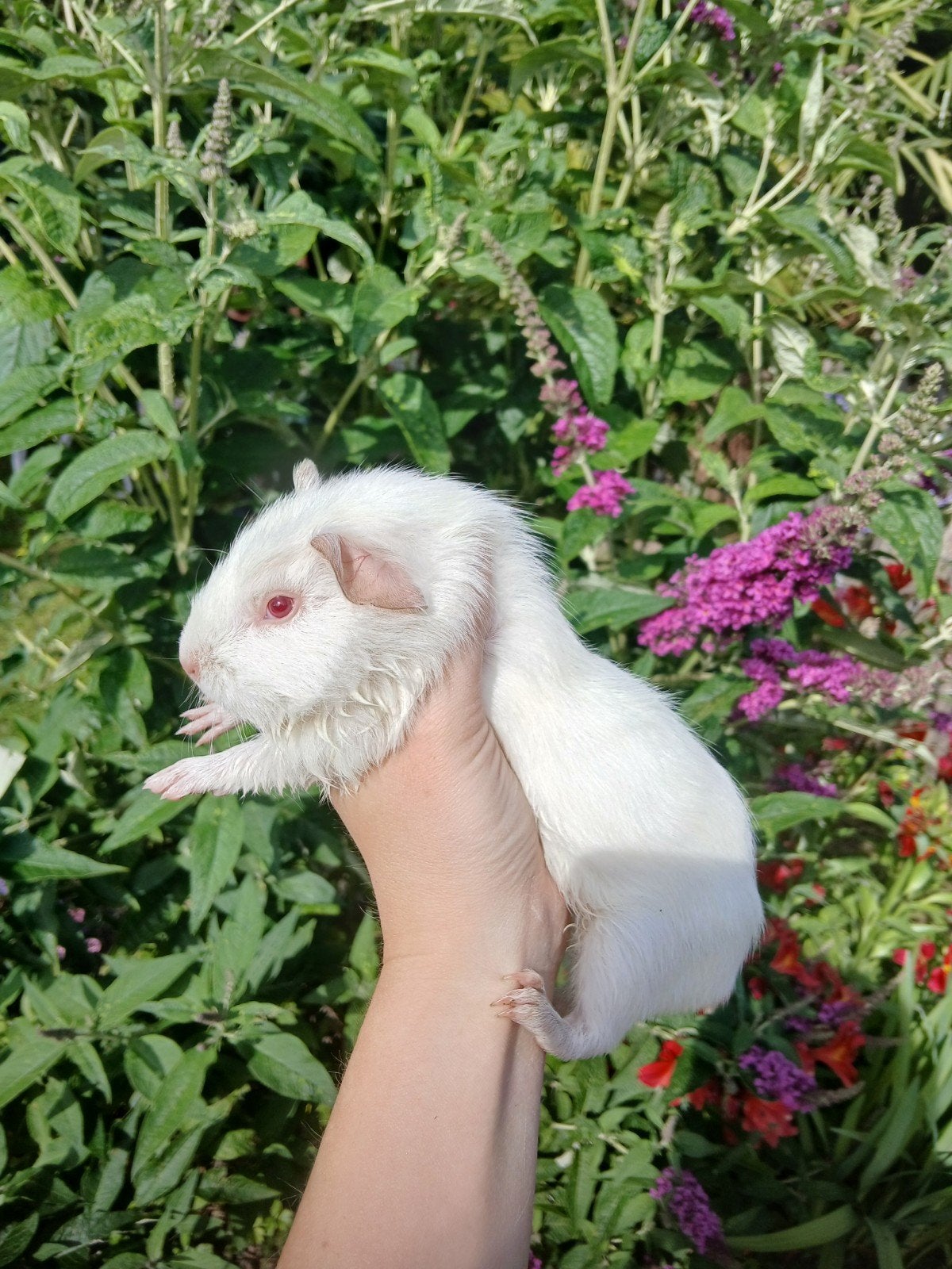 Cuy cavia's / Reuzencavia's te koop, Dieren en Toebehoren, Mei, Mannelijk, Cavia