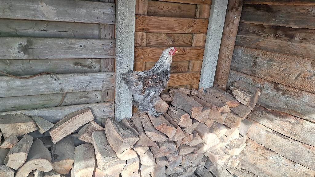 Brahma haan zalm te koop, Mâle, Poule ou poulet