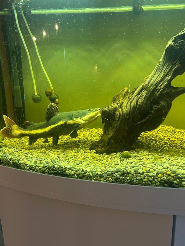 Te koop Red tail catfish (meervalroodstaart), Dieren en Toebehoren, Vissen | Aquariumvissen, Vis, Zoetwatervis