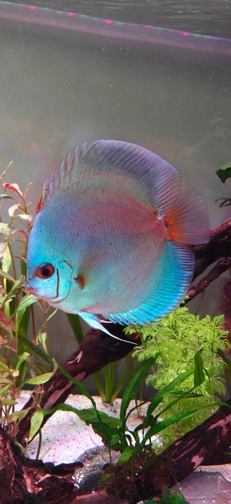 7 discusen te koop, Vis, Zoetwatervis, Schoolvis