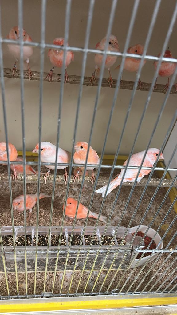 Kanarie, Dieren en Toebehoren, Vogels | Kanaries, Meerdere dieren, Kleurkanarie