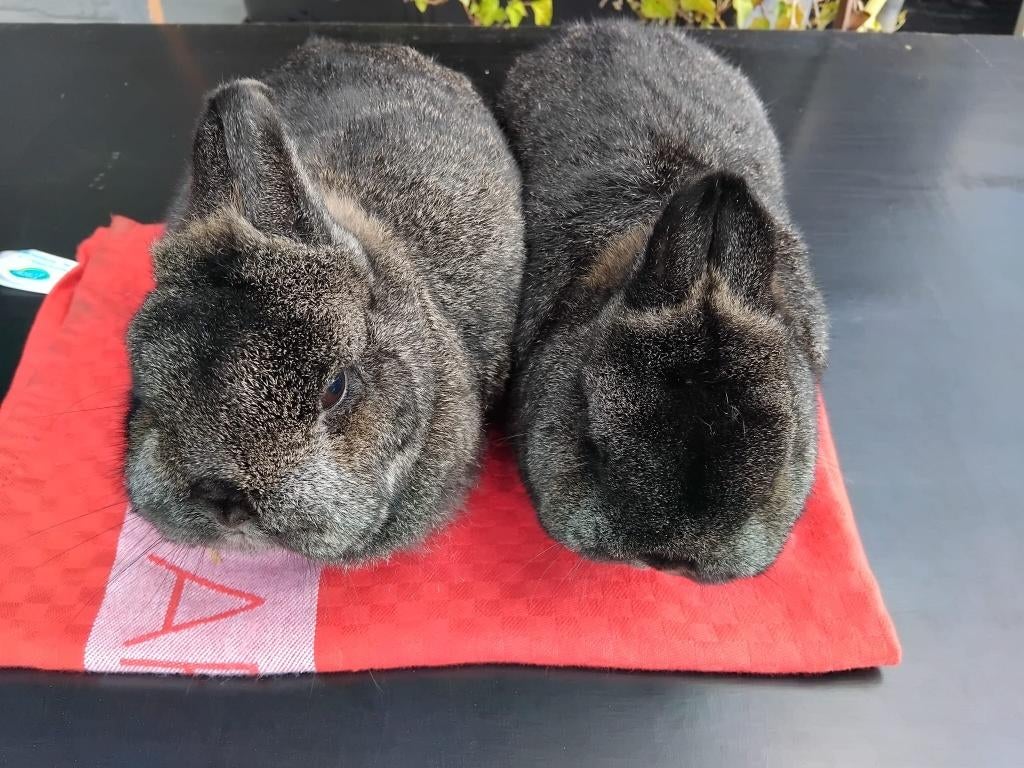 Koppel kleurdwergen, Dieren en Toebehoren
