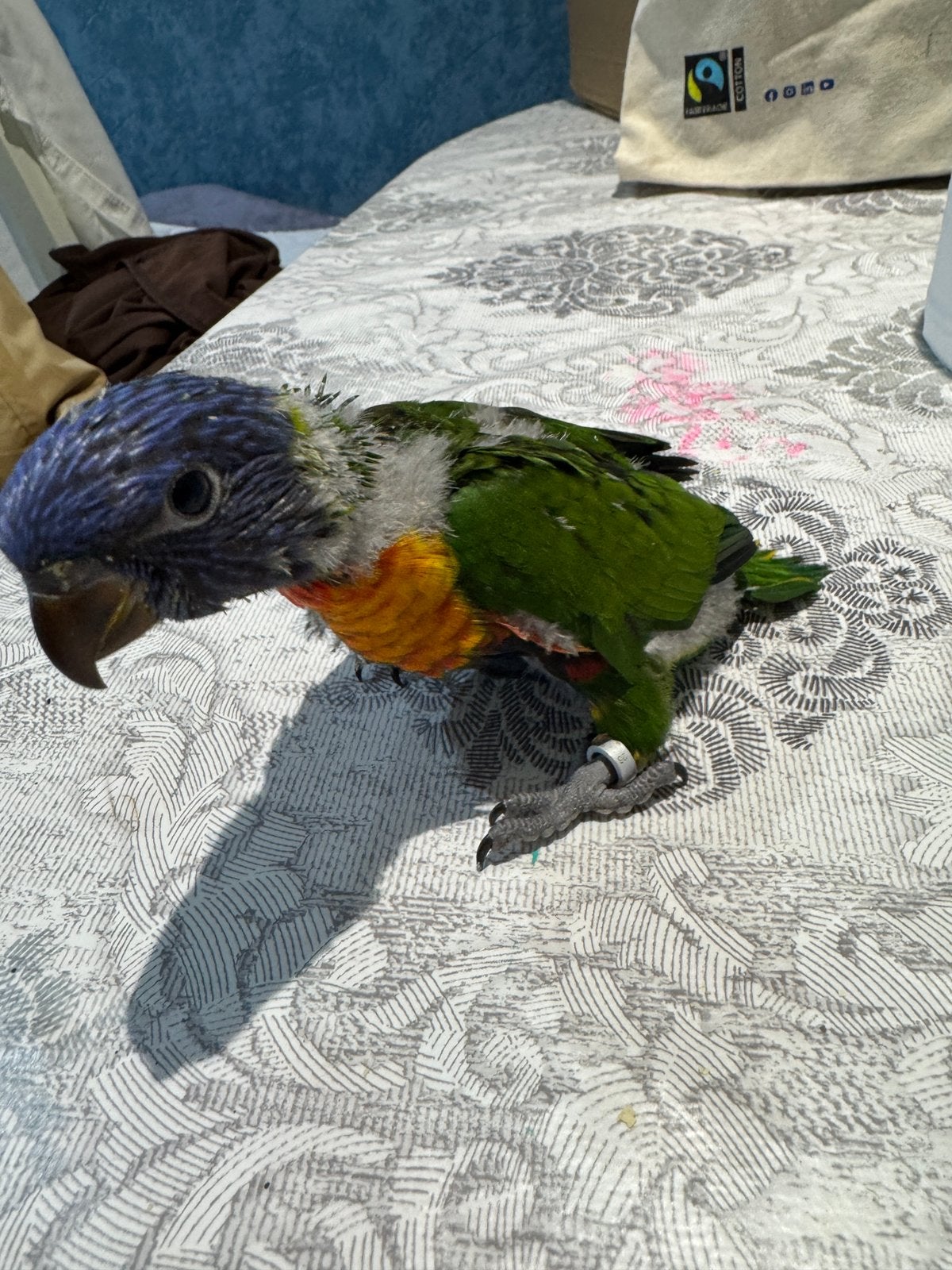 Super apprivoisée Bébé Loriquet de Blue Mountain (EAM), Animaux & Accessoires, Oiseaux | Perruches & Perroquets, Bagué