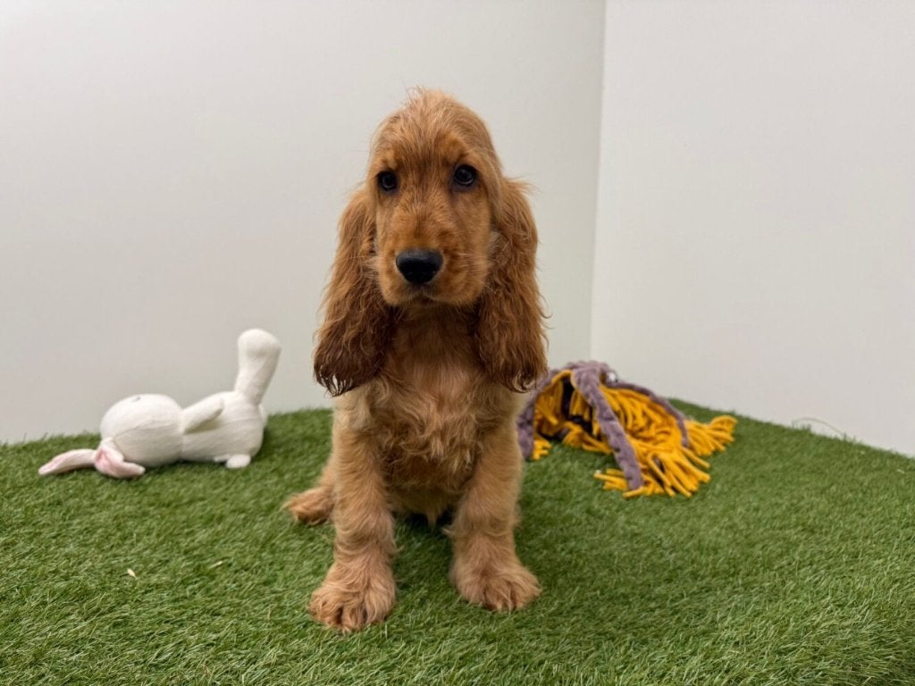 Engelse Cocker Spaniel pups, Dieren en Toebehoren, België, 8 tot 15 weken, CDV (hondenziekte), Meerdere