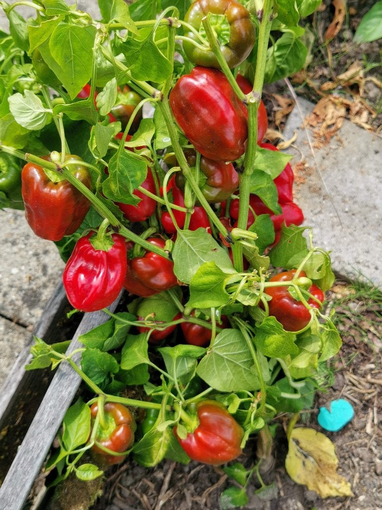 paprika Popti - 5 zaden, Verzenden, Voorjaar, Volle zon, Zaad