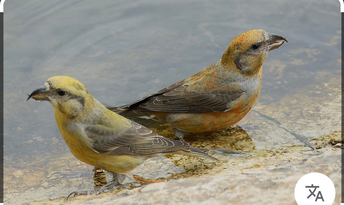 Gezocht : koppels kleine kruisbekken, Dieren en Toebehoren