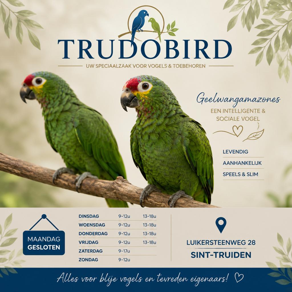 Paire d'amazones à joues jaunes, Animaux & Accessoires, Oiseaux | Perruches & Perroquets, Perroquet, Plusieurs animaux, Bagué