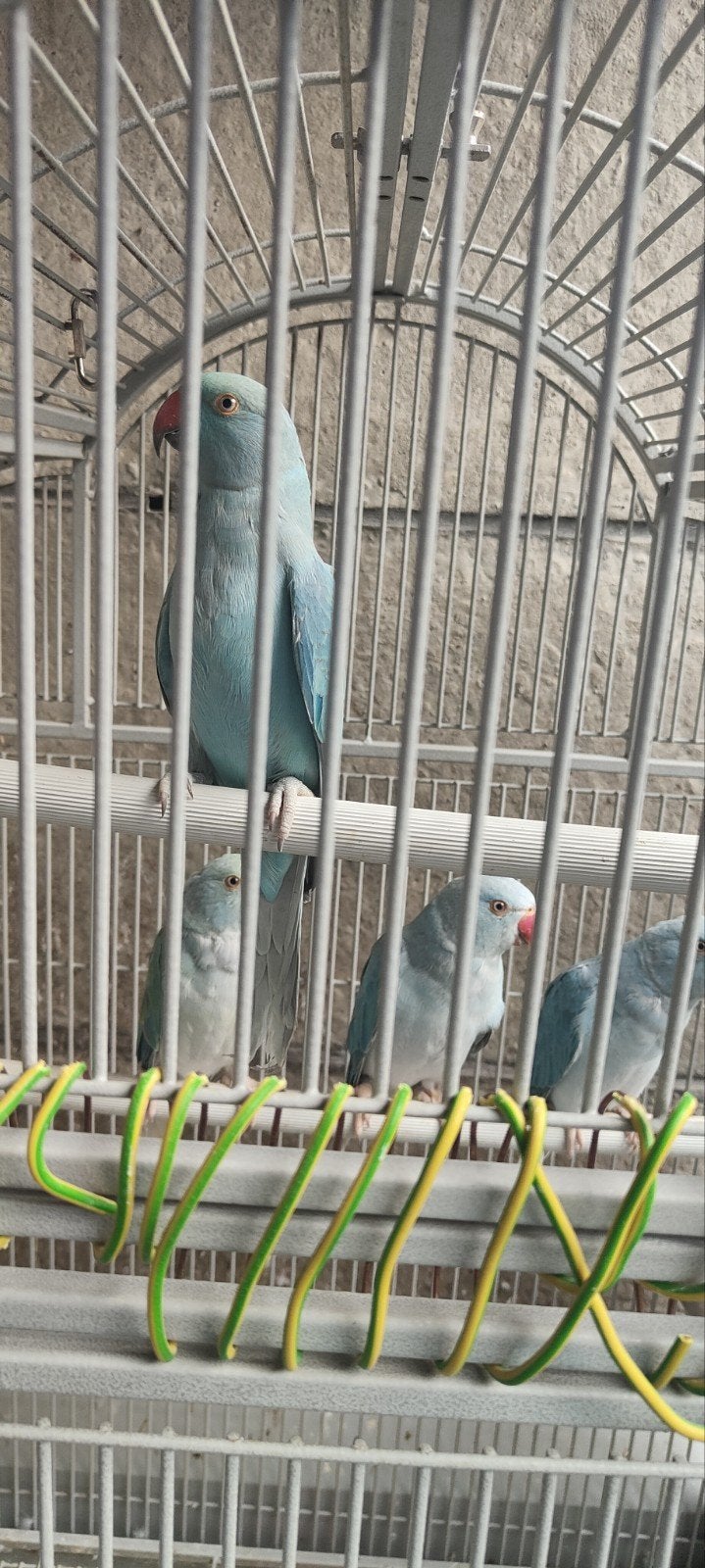 halsbandparkieten, Dieren en Toebehoren, Meerdere dieren, Parkiet
