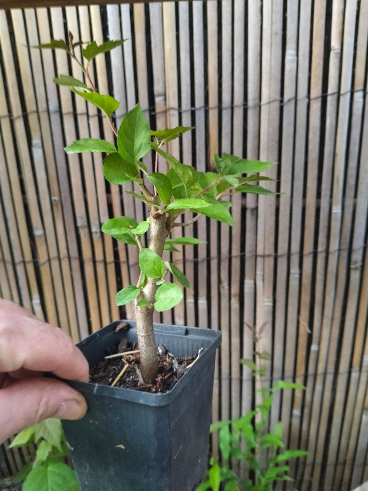 bonsaistarters, Ophalen