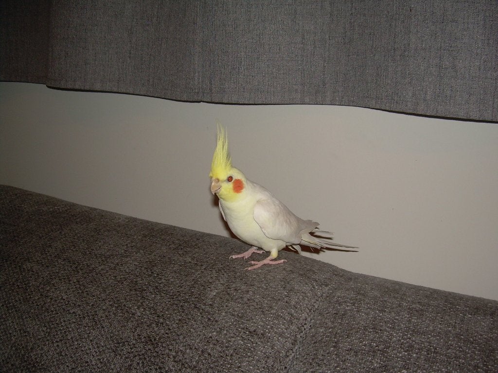 LIEVE VALKPARKIET COCO, Dieren en Toebehoren, Mannelijk, Parkiet, Pratend