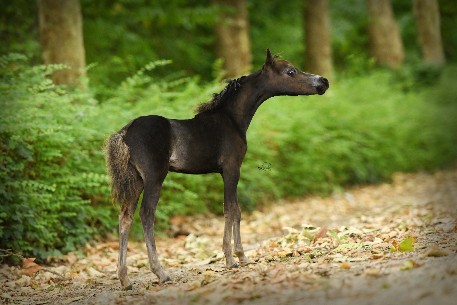 Prachtig amha amhr nmprs zwart hengstje!, Dieren en Toebehoren, Ruin