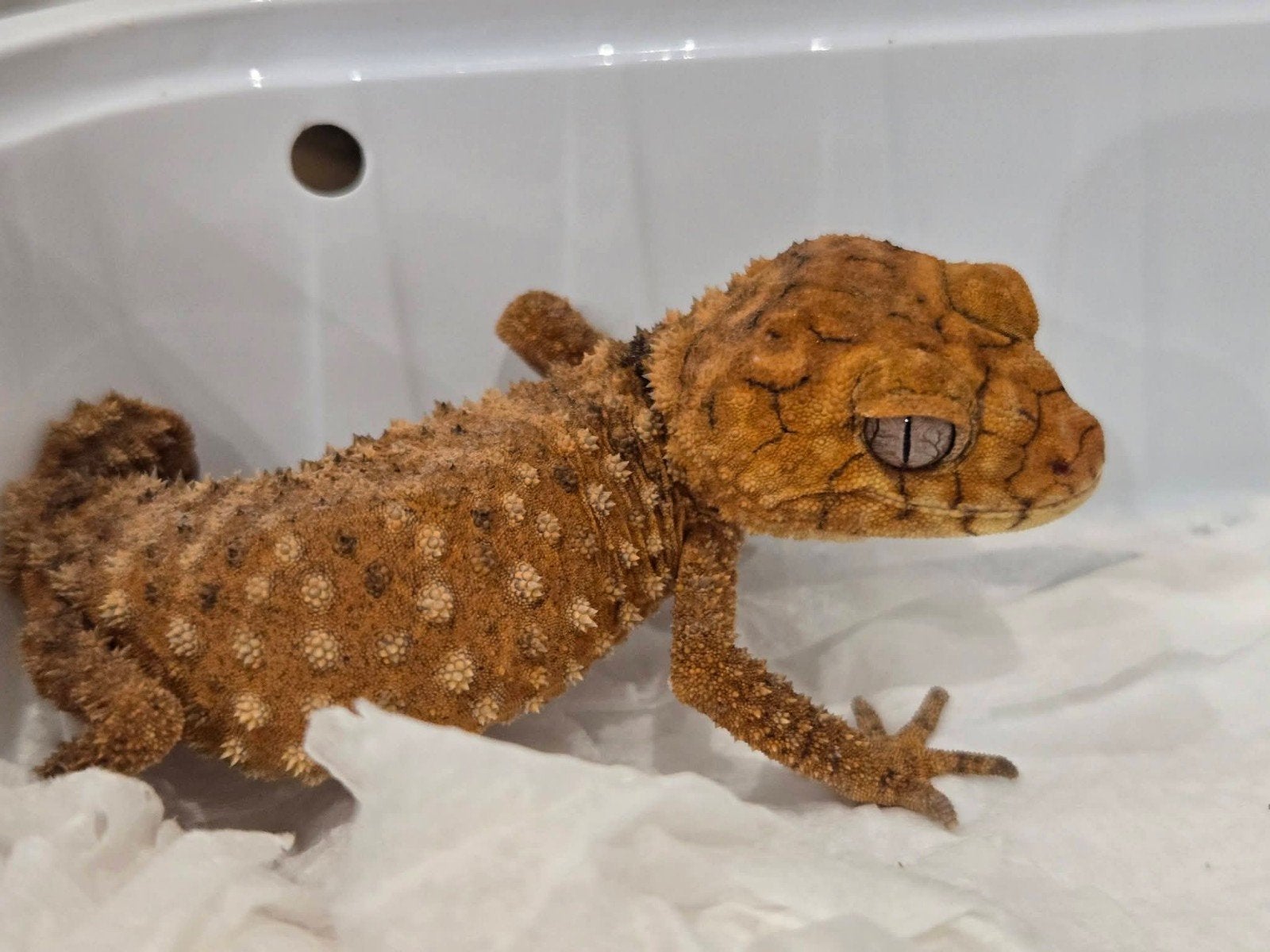nephrurus amyae, Animaux & Accessoires