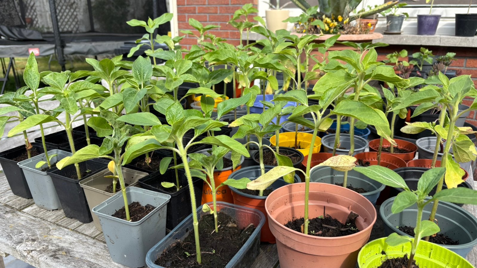 Diverse tuinplanten, Ophalen