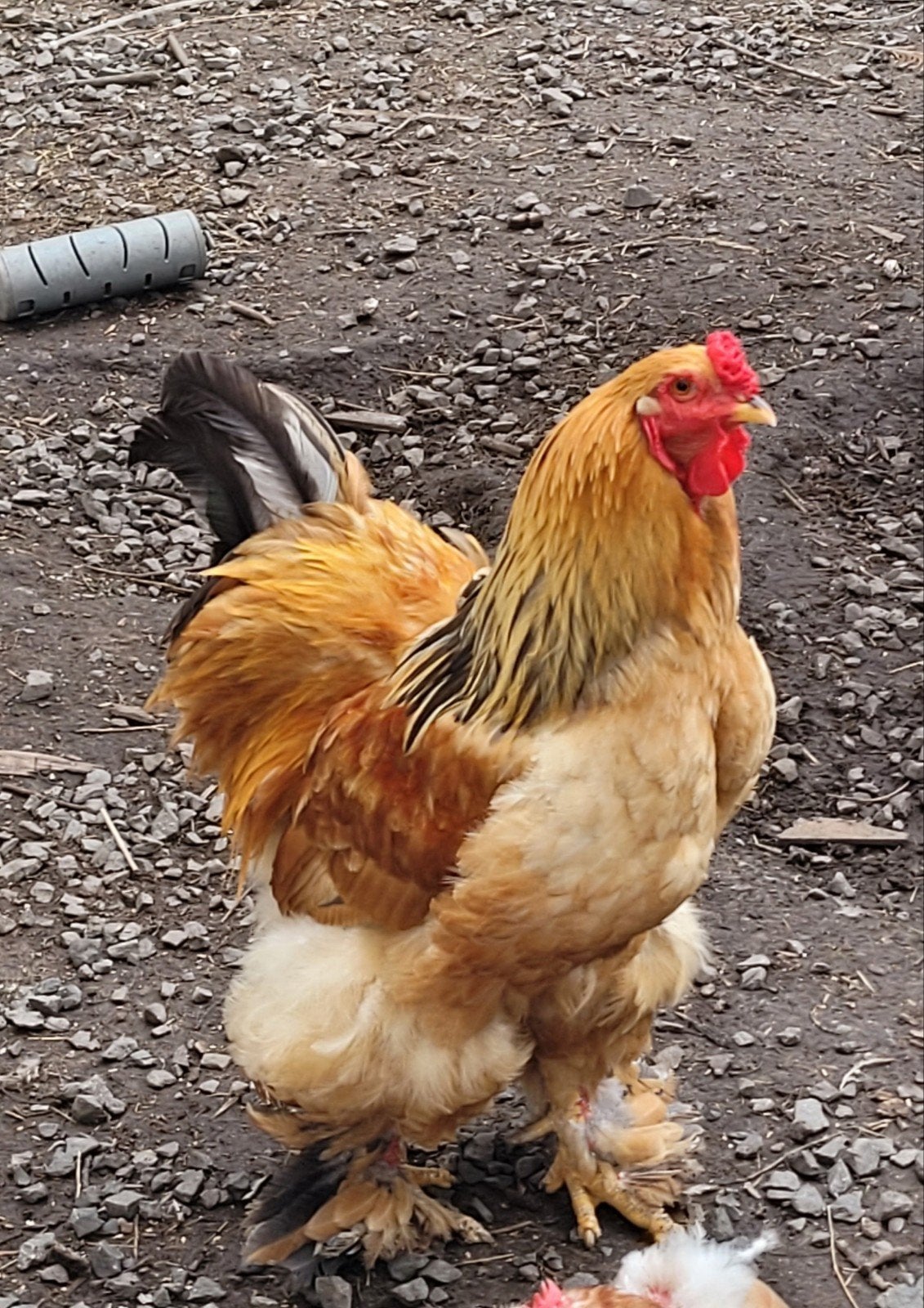 haan te koop, Dieren en Toebehoren, Pluimvee, Mannelijk