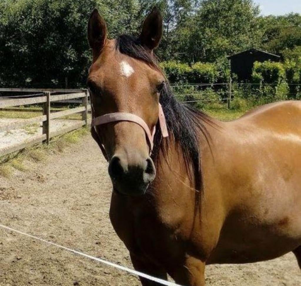 Lieve arabische merrie, als gezelschapsmaatje, wandelpaard, Jument