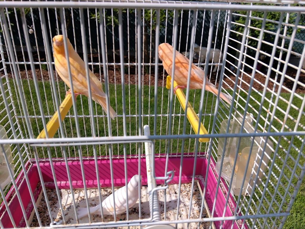 Kanarie, Dieren en Toebehoren