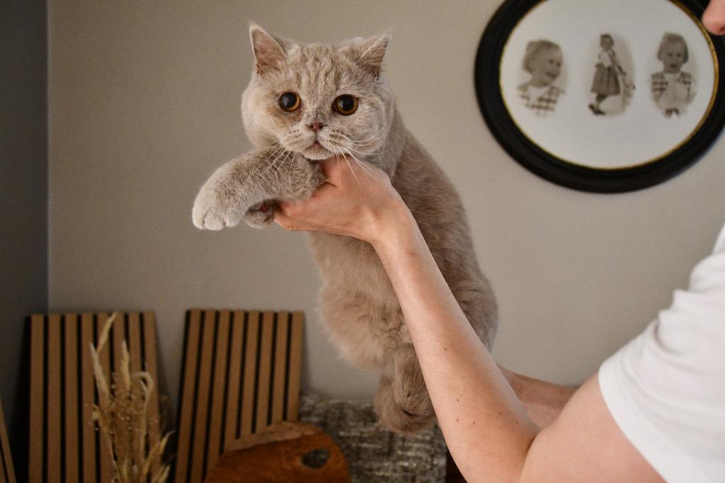 BRITS KORTHAAR KITTEN, Dieren en Toebehoren, Kater, Met stamboom, 0 tot 2 jaar