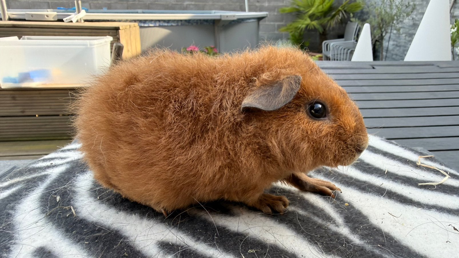 Cavia, cobaye Mâle Us Teddy doré cali noir, Animaux & Accessoires, Enlèvement, Cobaye