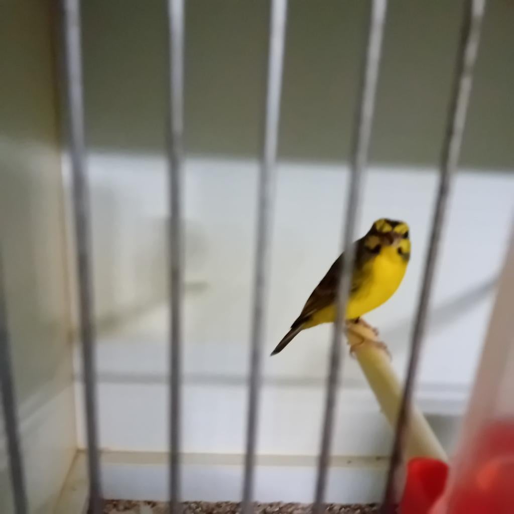 Mozambiqeu sijs man van 2025, geringd, Dieren en Toebehoren