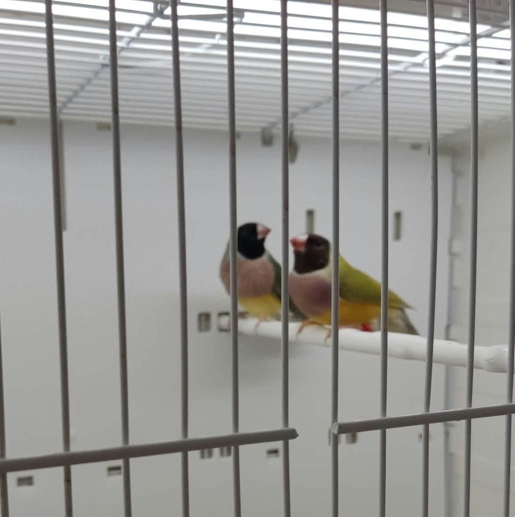 Gould amandine, Dieren en Toebehoren, Meerdere dieren, Tropenvogel, Geringd