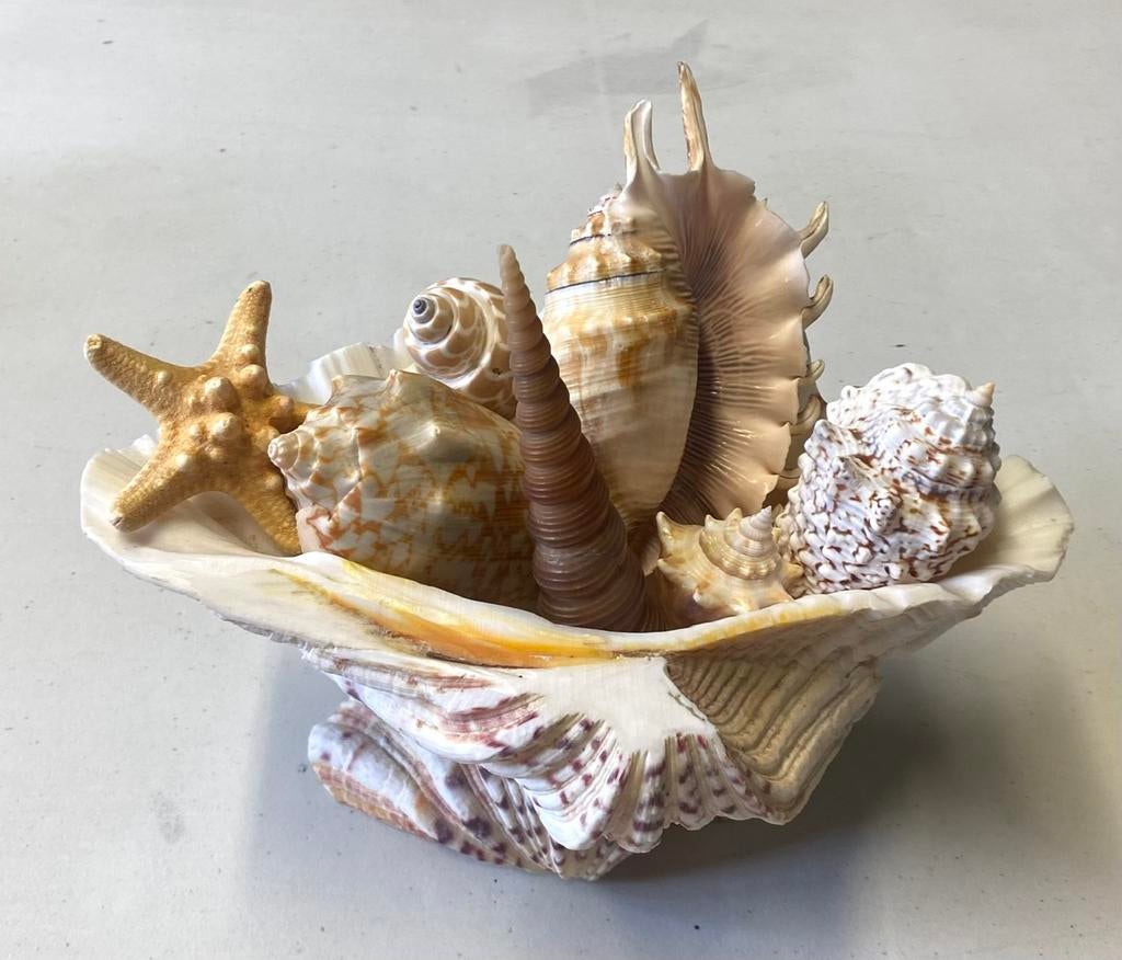 Mooie verzameling schelpen in doopvontschelp, Verzamelen, Ophalen of Verzenden