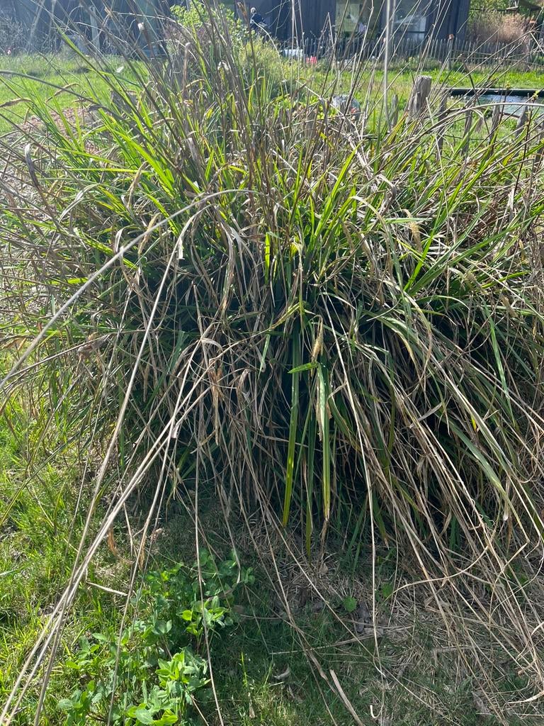 Gratis siergrassen, Jardin & Terrasse, Plantes | Jardin, Enlèvement, Graminées ornementales