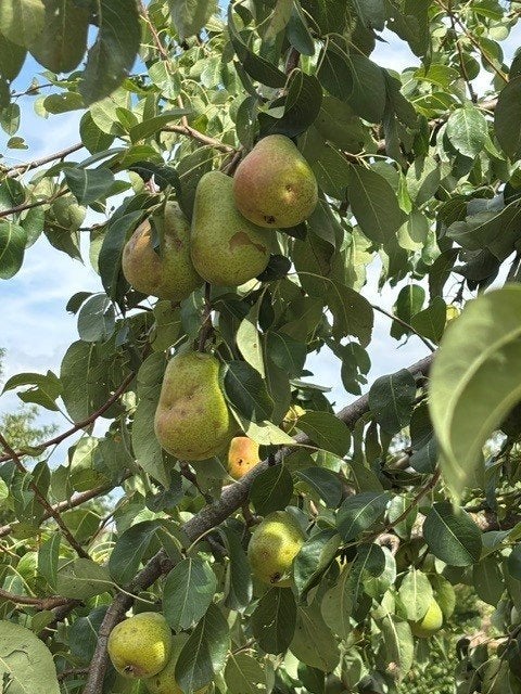 Dubbele flip-peren natuurlijk geteeld !, Zakelijke goederen, Ophalen