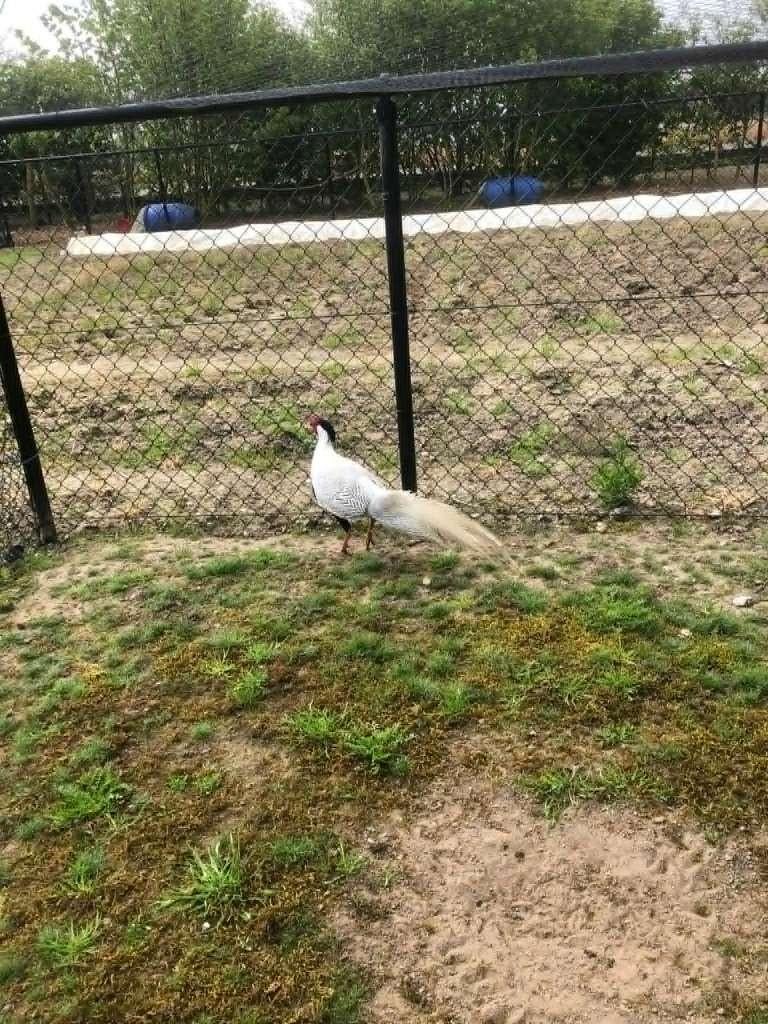 Kippen, Fazanten, Eenden, Kalkoenen, Parelhoen, Dieren en Toebehoren, Pluimvee, Meerdere dieren, Overige soorten