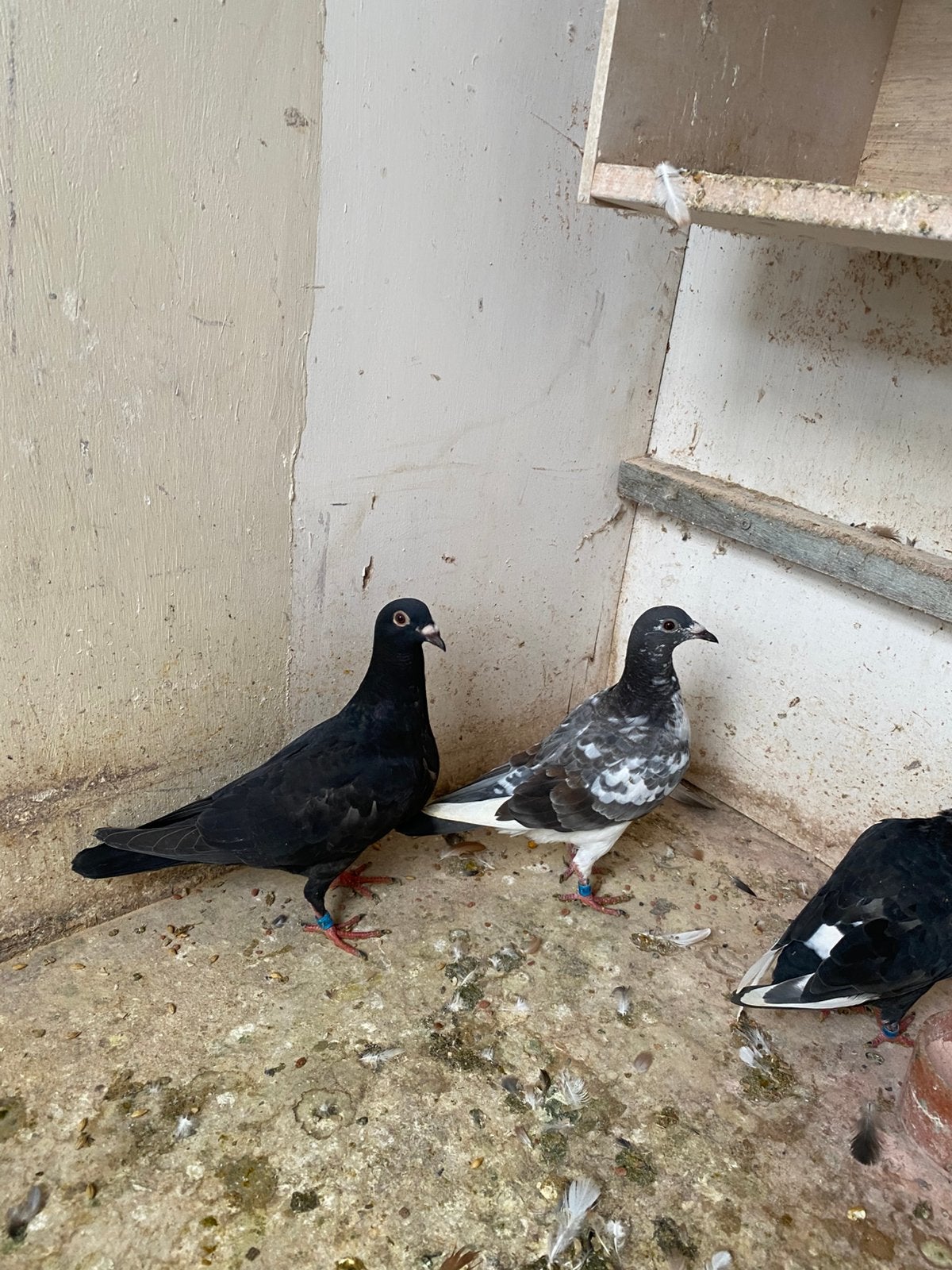 Jonge duiven 2026, Meerdere dieren, Postduif
