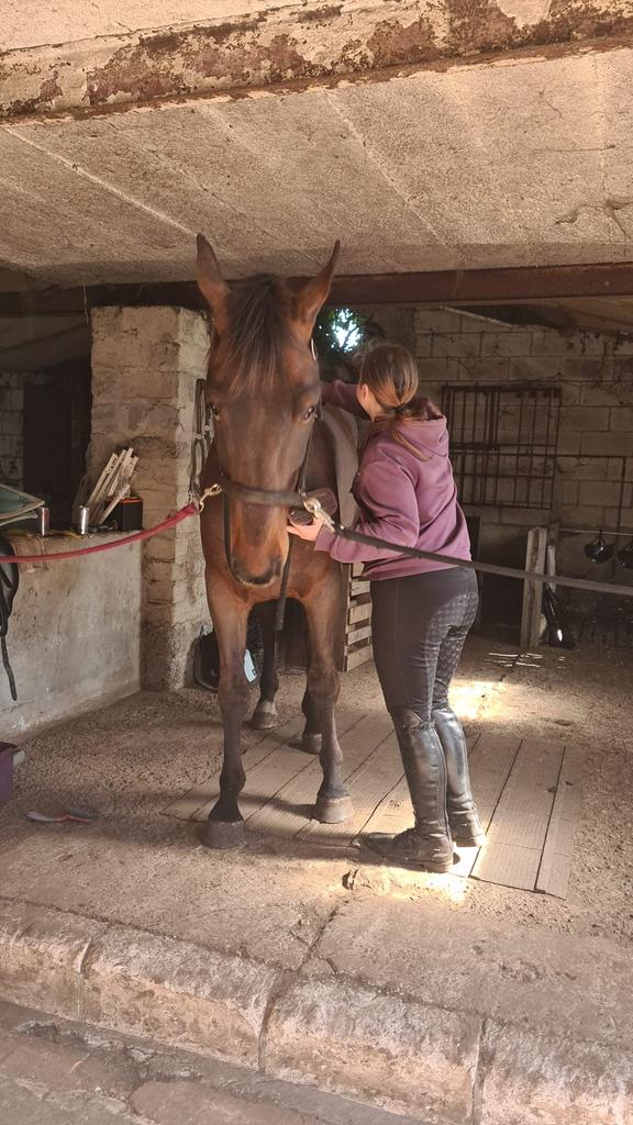 grondwerk training, Animaux & Accessoires, Chevaux & Poneys | Autres trucs de cheval, Enlèvement ou Envoi