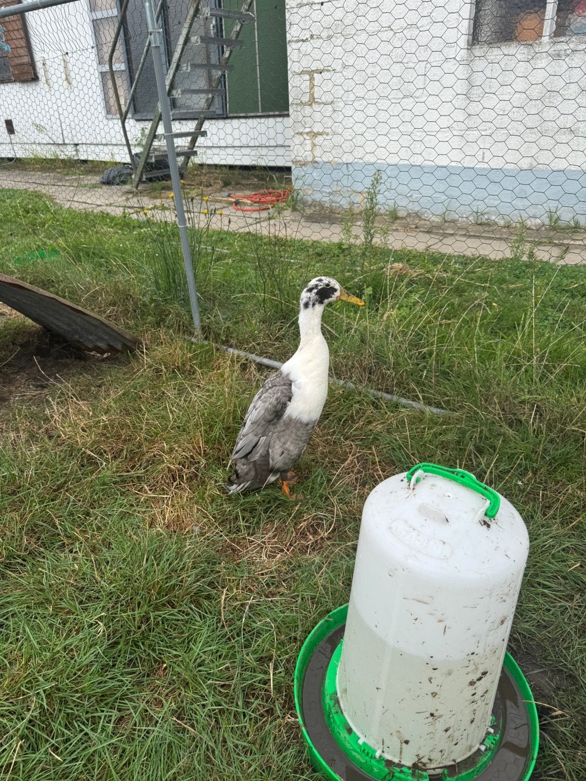 Canard indien qui court (mâle), Animaux & Accessoires, Mâle, Canard