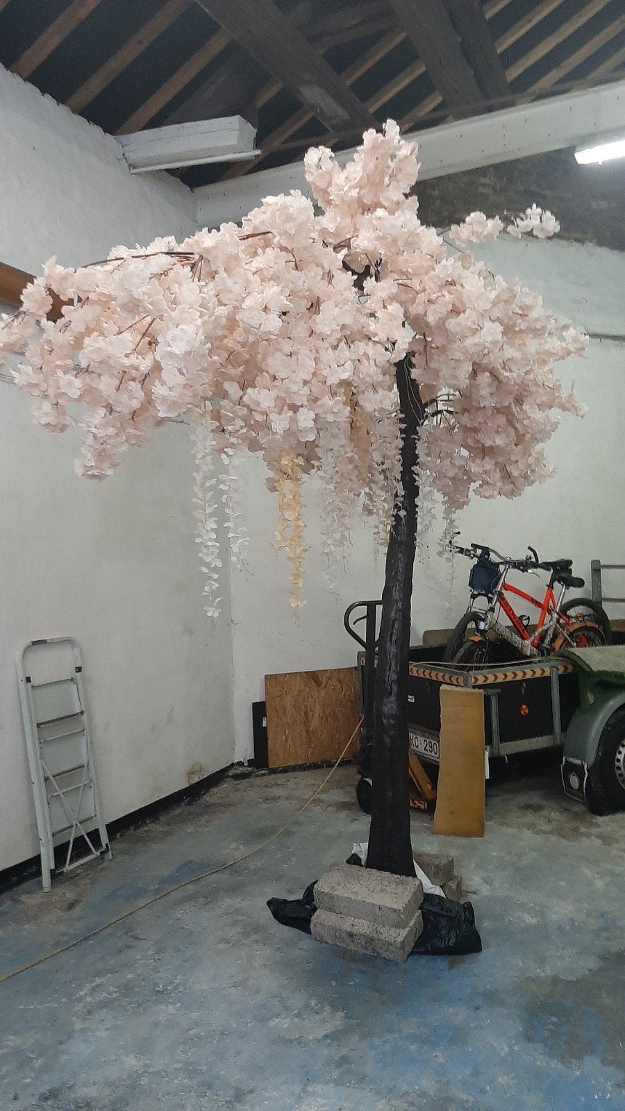 Japanse kers, Tuin en Terras, Ophalen