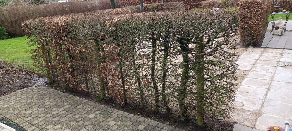 Beukhaag gratis, Ophalen