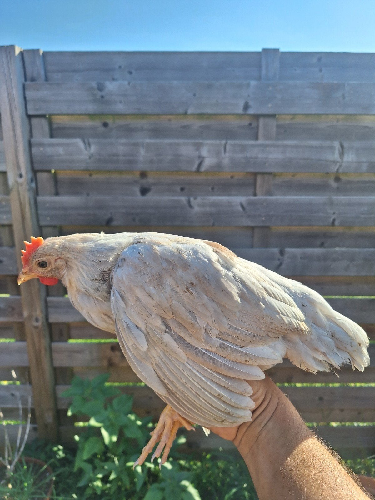 3 jonge leghorn isabelpatrijs haantjes, Dieren en Toebehoren, Pluimvee, Mannelijk, Kip