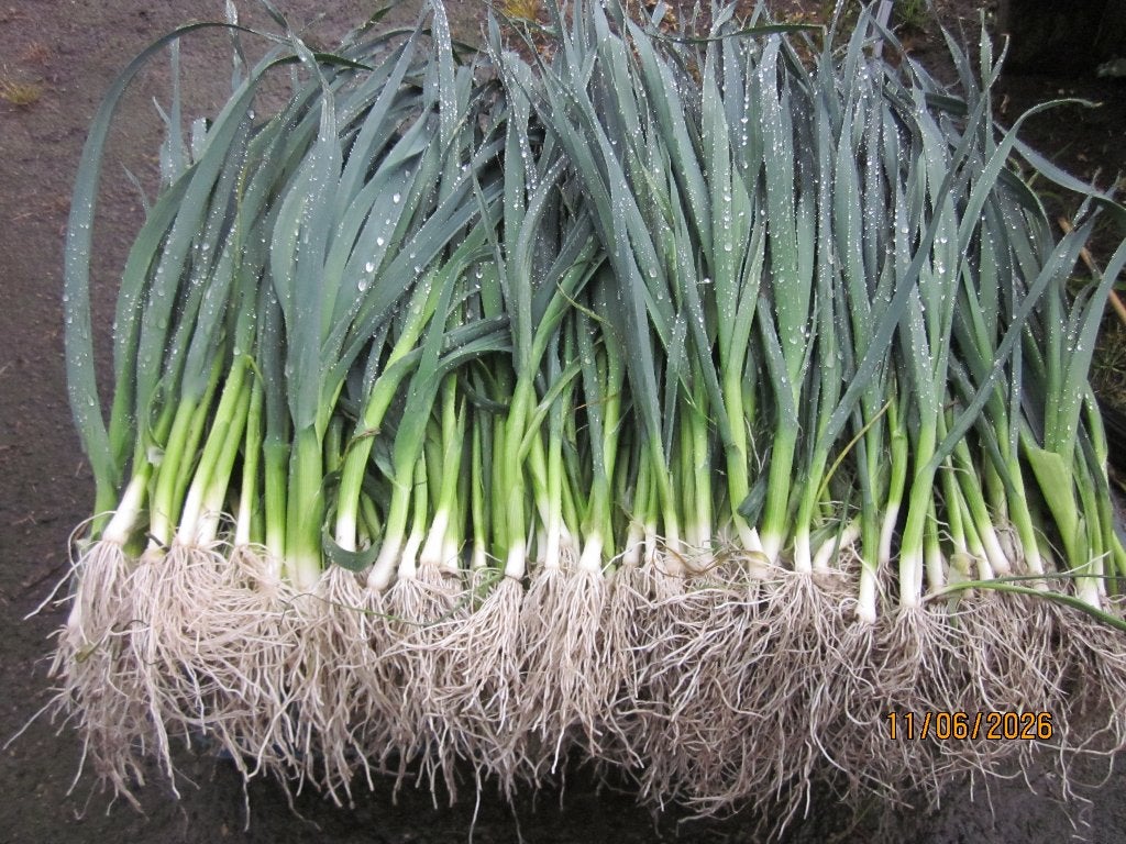 preiplanten, Tuin en Terras, Planten | Tuinplanten, Ophalen, Eenjarig, Groenteplanten