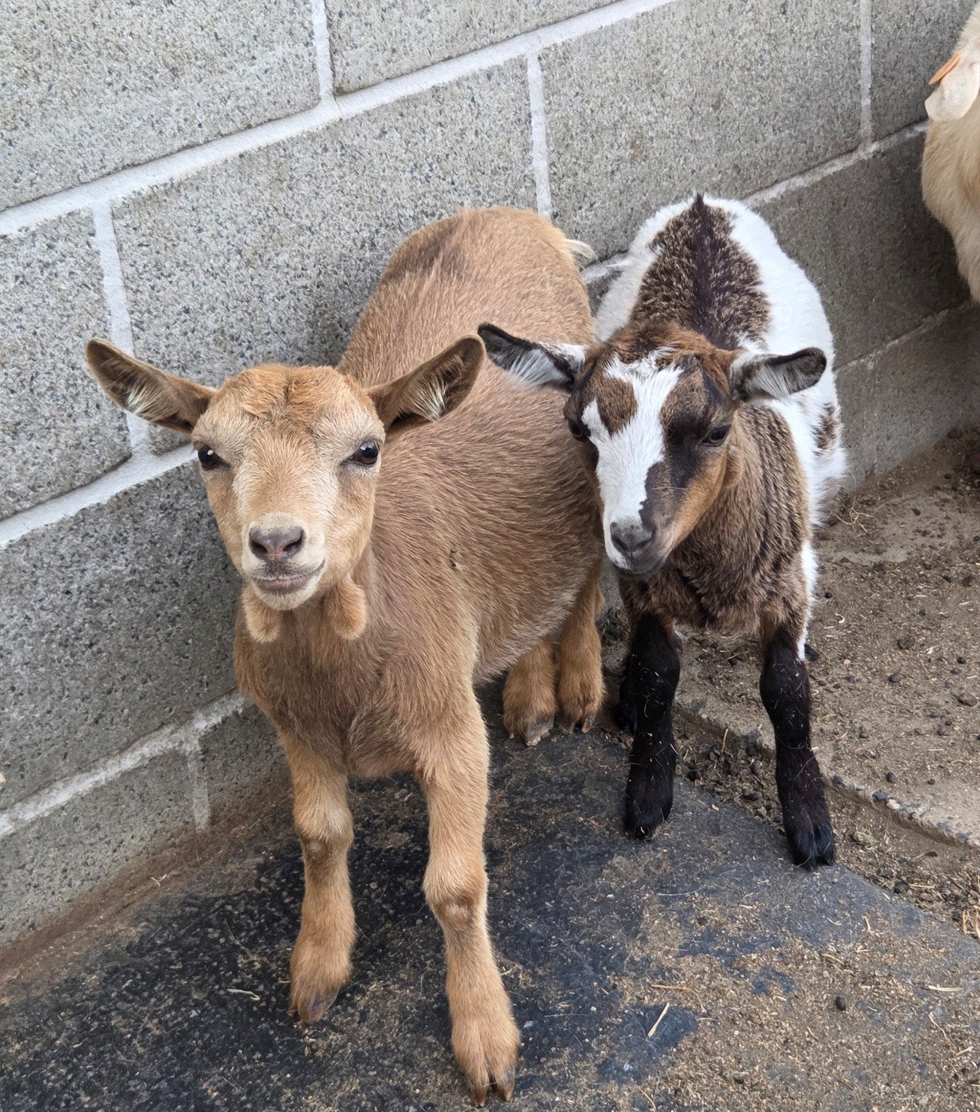 hoornloze dwerggeit gecastreerde bokjes hoornloos lam, Dieren en Toebehoren, Schapen, Geiten en Varkens