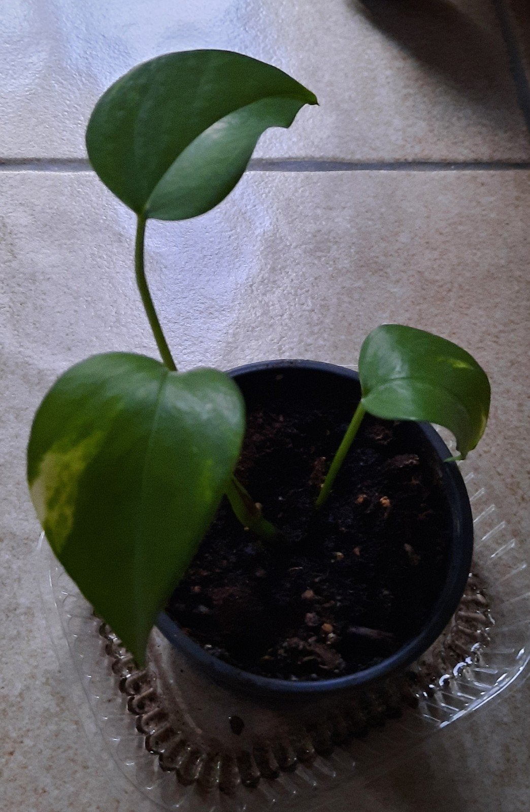 Epipremnum aureum stekje, Maison & Meubles, Plantes d'intérieur, Autres espèces, En pot, Moins de 100 cm, Enlèvement