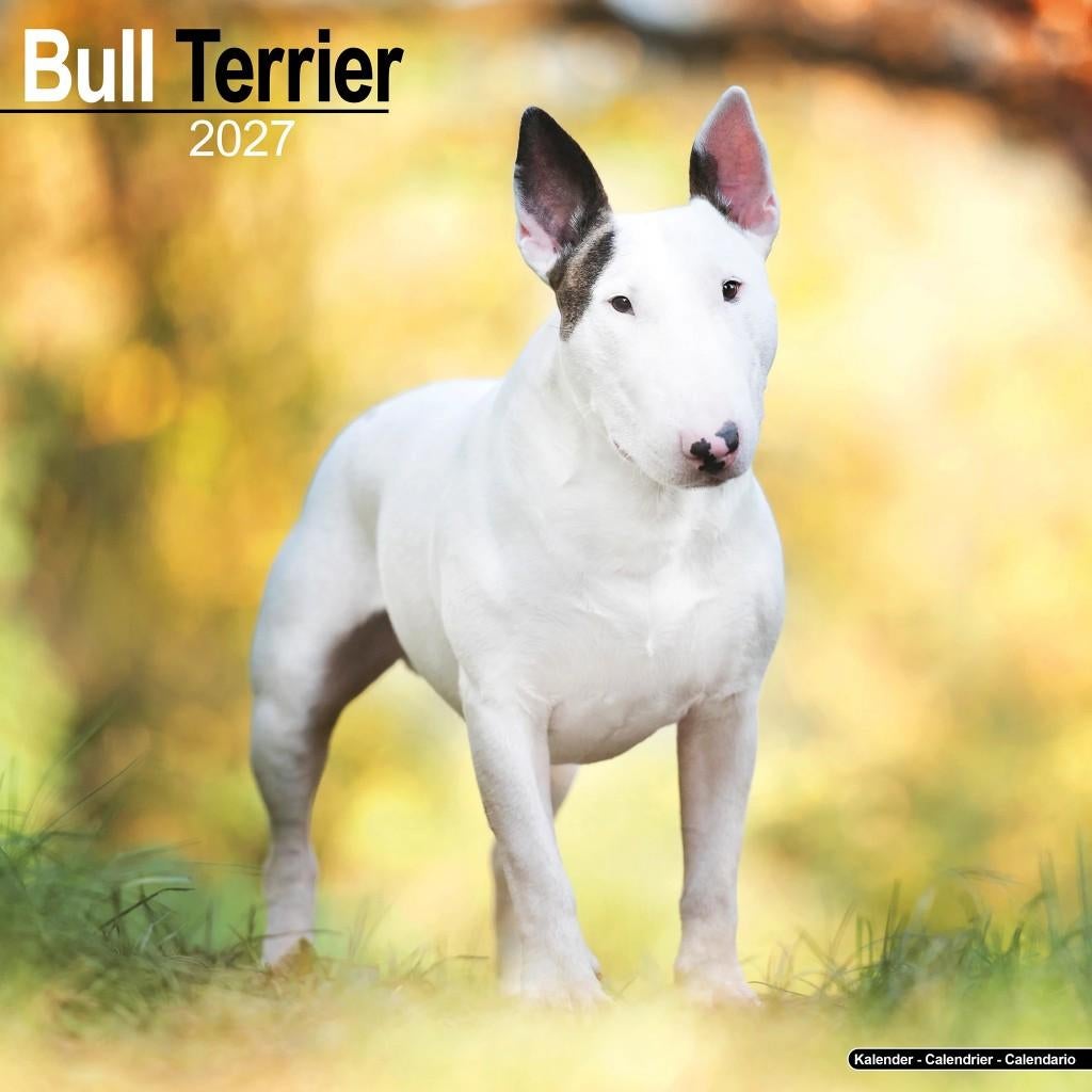 Calendrier Bull Terrier 2027 en précommande, Divers, Calendriers, Neuf, Calendrier annuel, Envoi