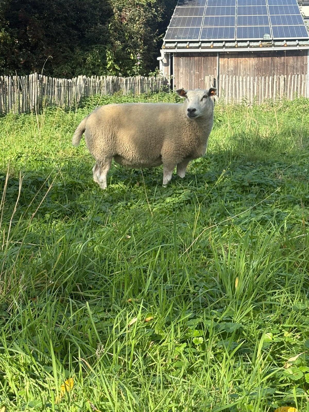 3 drachtige swifter ooien te koop, Animaux & Accessoires, Femelle, Mouton, 0 à 2 ans