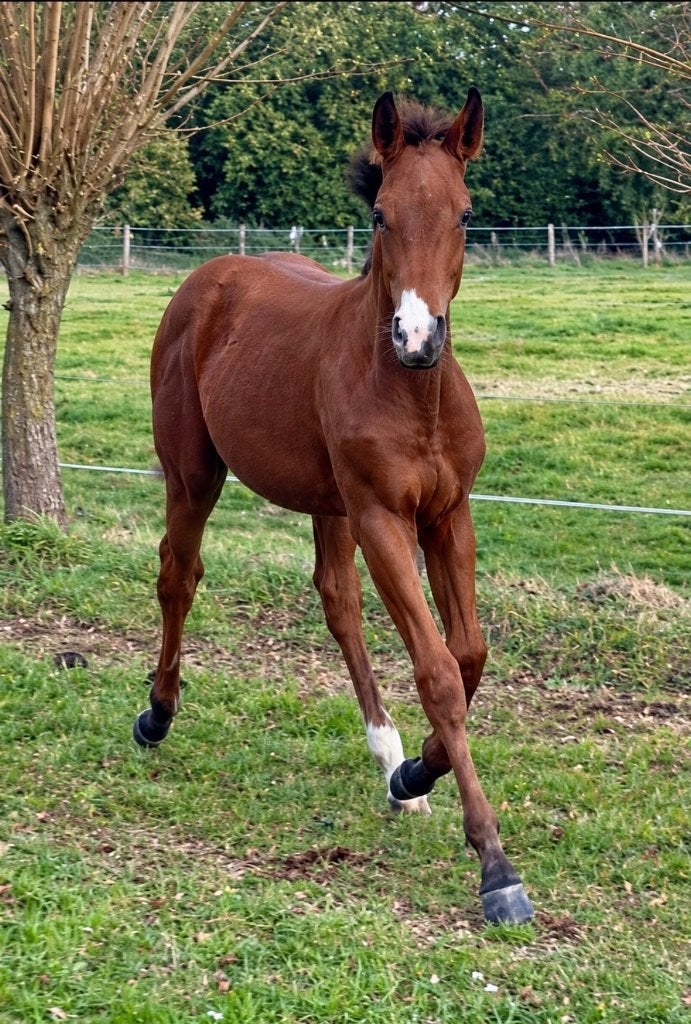 Riccochacco (Chacco Blue) x Bamako, Avec pedigree, 165 à 170 cm, Étalon, 0 à 2 ans