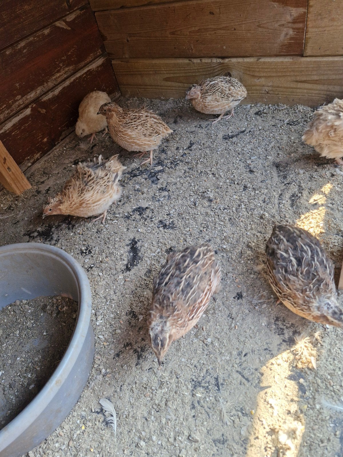 13 kwartels hanen, Dieren en Toebehoren, Pluimvee