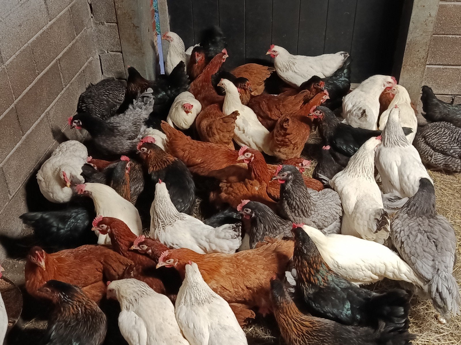 legkippen in verschillende kleuren !, Poule ou poulet