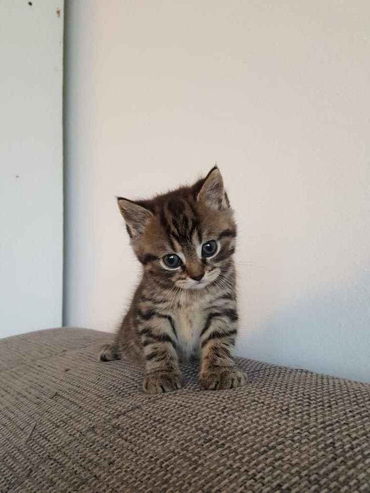 Chaton, Animaux & Accessoires, Chat, Vacciné, 0 à 2 ans