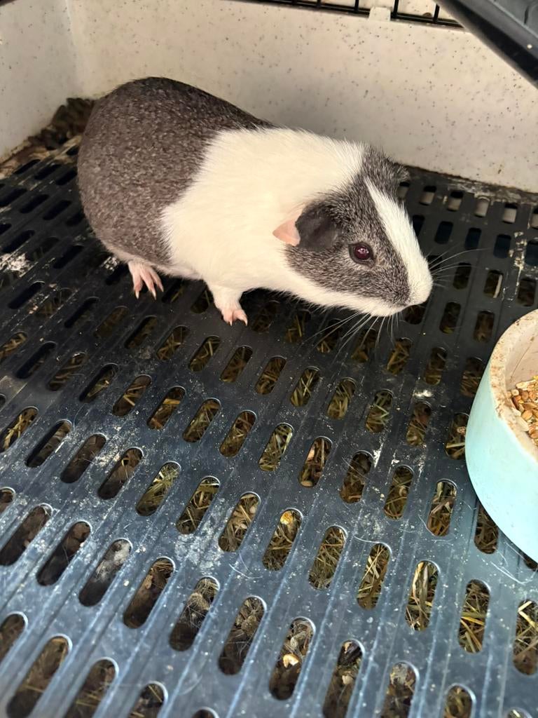 Cavia 5 maanden, Décembre, Mâle, Domestique, Cobaye