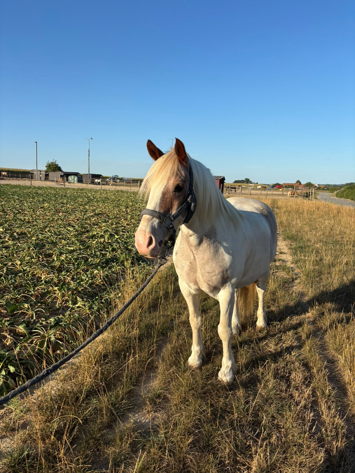D Ponny, Dieren en Toebehoren, Pony's, M