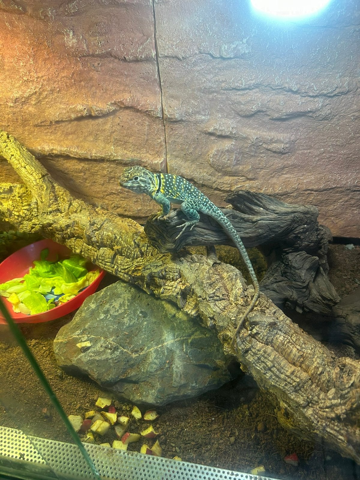 Halsbandleguaan, Animaux & Accessoires, Reptiles & Amphibiens | Accessoires, Enlèvement, Comme neuf