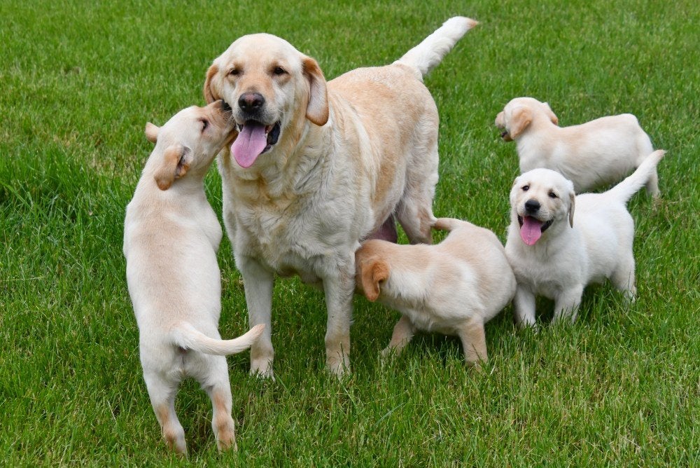 Blonde Labrador pups te koop, Parvo, België, 8 tot 15 weken, Labrador retriever