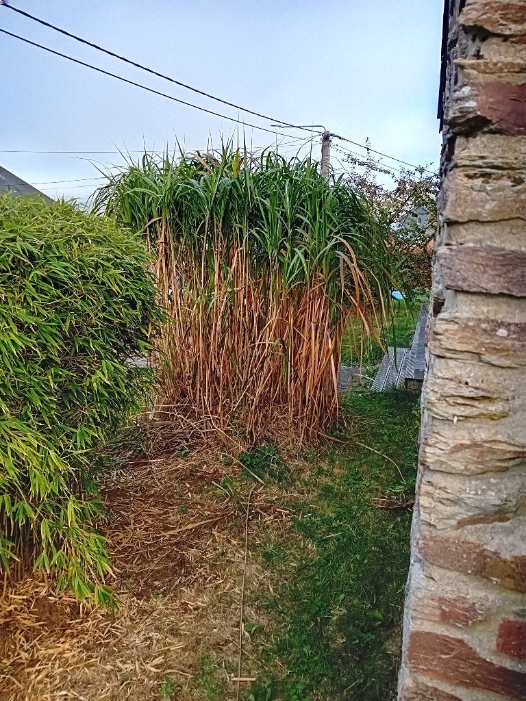 MISCANTHUS GEANTS (3 mètres), Enlèvement, Ne fleurit pas, Plante fixe, Graminées ornementales