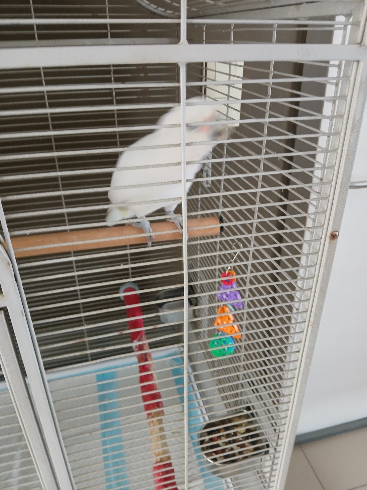 Goffini kaketoe, Dieren en Toebehoren, Papegaai