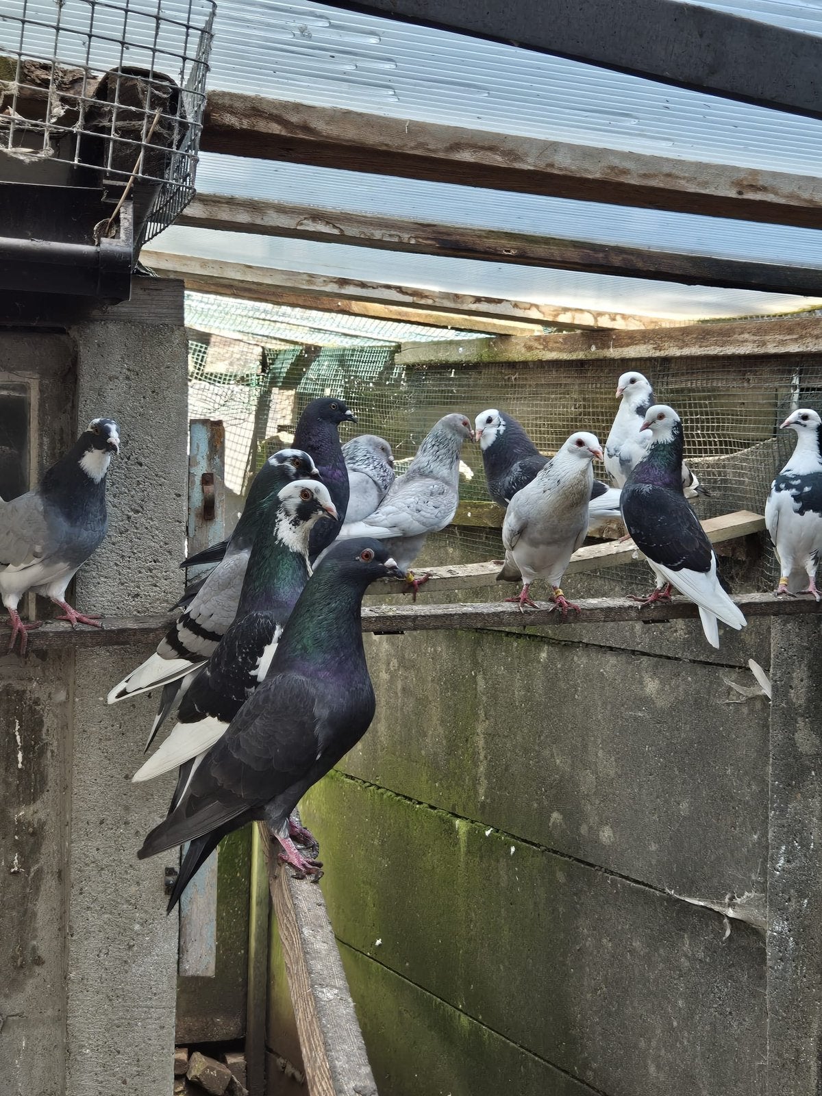 Gaditano sierduif, Dieren en Toebehoren, Vogels | Duiven